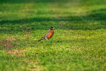 Robin on the grass