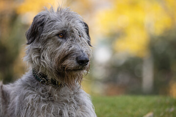 Dog portrait, bright colourful background