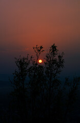 sunset in the forest