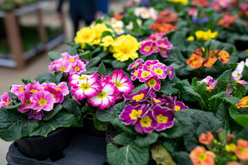 Primroses of various colors in a flower shop or greenhouse