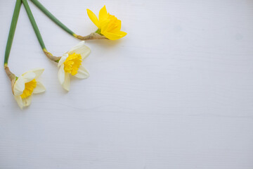 Three daffodils on white wooden background. Spring floral border, beautiful fresh yellow flowers. Backdrop with copy space, flat lay, top view. Easter Day, Woman day concept