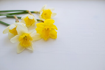 Naklejka na ściany i meble bouquet daffodils on white wooden background. Spring floral border, beautiful fresh yellow flowers. Backdrop with copy space, flat lay, top view. Easter Day, Woman day concept