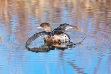 A Pied-billed grebe with open outstretched wings suspended above water, revealing the thick, dense feathering underneath while floating in a pond in the Fall season.