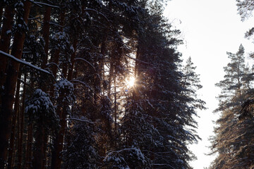 tall pine trees in the woods, copy space