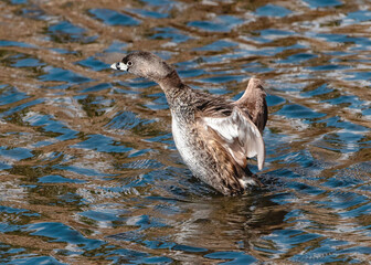A Pied-billed grebe lunges forward as it completes flapping its wings while seemingly suspended just above water level.