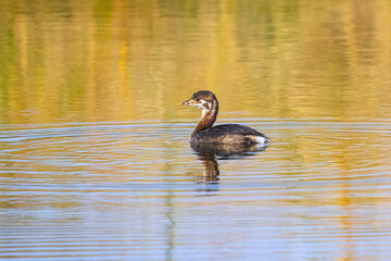 A Pied-billed grebe juvenile swimming in a golden lake in early Fall or Autumn.