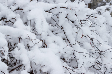 Snow on the branches of trees and bushes after a snowfall. Beautiful winter background with snow-covered trees. Plants in a winter forest park. Cold snowy weather. Cool texture of fresh snow. Closeup.