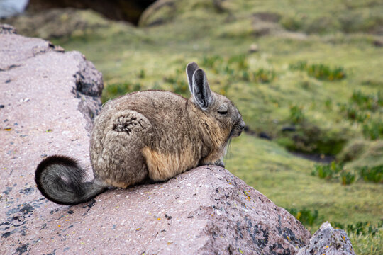 Viscacha im Hochgebirge von Bolivien.