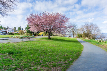 Fototapeta na wymiar Spring Along Washington Lake 7