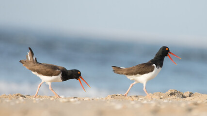 Two oystercatcher birds following each other along the coastline, on the Atlantic Ocean.