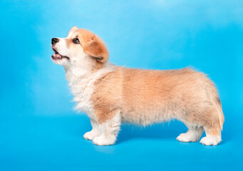 Profil sylwetki młodego welsh pembroke corgi © nitka_zaplatana