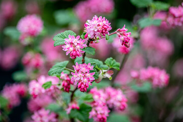 close up of pink flowers