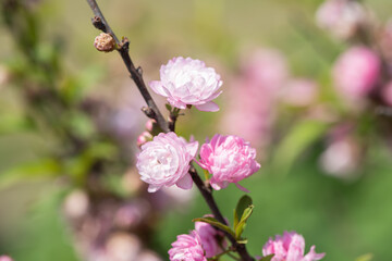  Spring blossoms pink flowers.