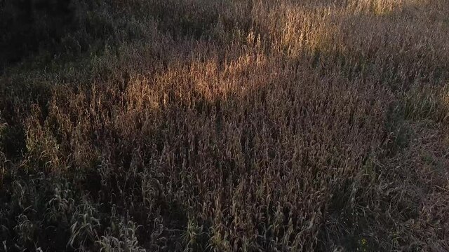 Bosque de pinos desde el aire naturalesa con drone 6