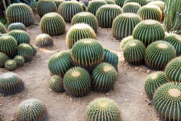 Thorny cactus,the golden ball cactus.