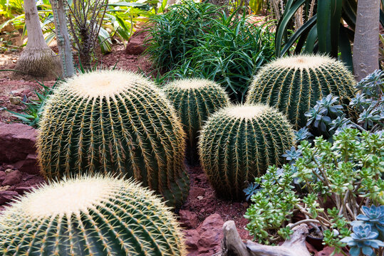 Thorny Cactus,the Golden Ball Cactus.