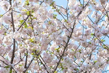 Spring Cherry blossoms, white flowers.