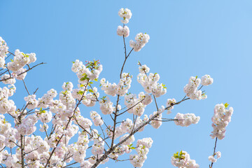 Spring Cherry blossoms, white flowers.