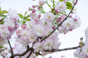Spring Cherry blossoms, white flowers.