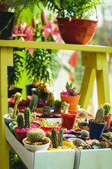 Obraz na płótnie Canvas cactus in a greenhouse