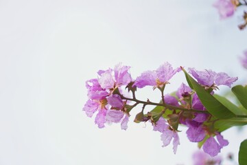 Purple Inthanin flowers in the section, purple flowers close-up.