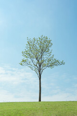 a single tree, field and blue sky