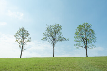 three trees, field and blue sky