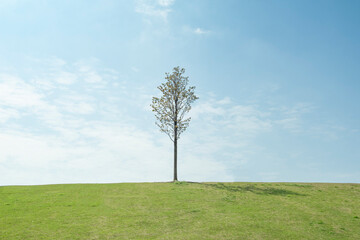 Fototapeta na wymiar a single tree, field and blue sky