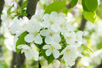 white crab apple flowers in the springtime