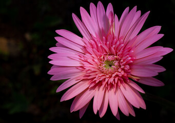 Fototapeta premium Bright pink gerbera daisy flower close-up picture