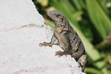 カリブ海のイグアナ