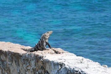 カリブ海のイグアナ