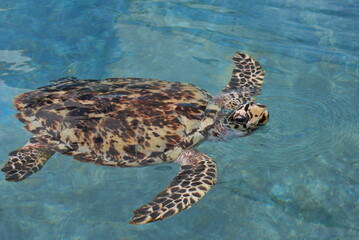 メキシコカンクンのウミガメ