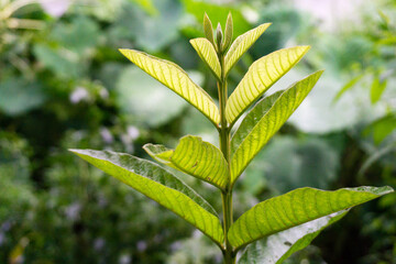 A close up shot of guava tree leaves. Organic guava plants.
