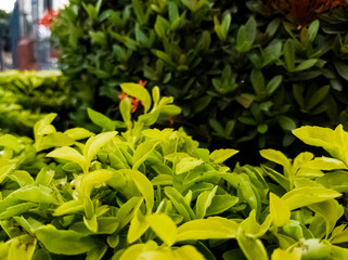 Hojas de plantas decorativas verdes y amarillas con acercamiento 