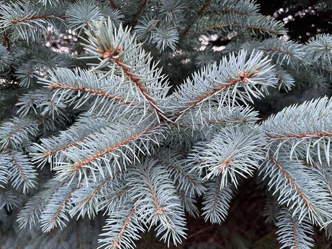 Stunning Colorado Blue Spruce Tree