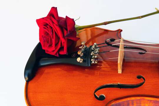 violin and rose on a white background art romanse