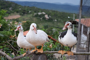 Pato Branco e Preto