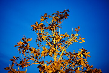 Magnolia denudata tree flower in spring

