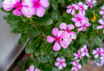 Madagascar Periwinkle, Catharanthus roseus, commonly known as bright eyes,is a species of flowering plant in the family Apocynaceae.