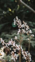flowers in the forest