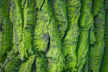 Green rough mossy tree bark textured background