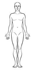 Model of the human body. Hand drawn gender-neutral figure on isolated background, front view, outline variant. Flat vector, EPS 8.