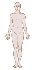 Model of the human body. Hand drawn gender-neutral figure on isolated background, front view, colored variant. Flat vector, EPS 8.