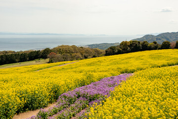 View of rapeseed field in Awaji island in Japan at full blooming timing in spring