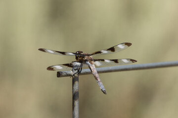 Twelve Spotted Skimmer on a Fence
