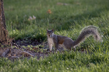 squirrel in the park