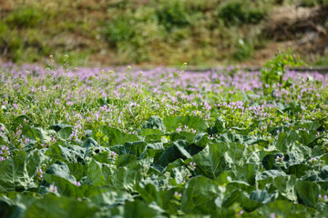 野菜畑のさまざま食材たち