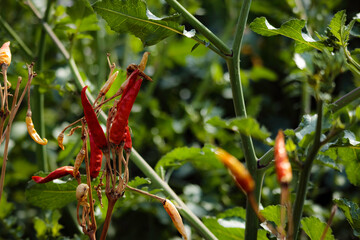 野菜畑のさまざま食材たち