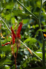 野菜畑のさまざま食材たち